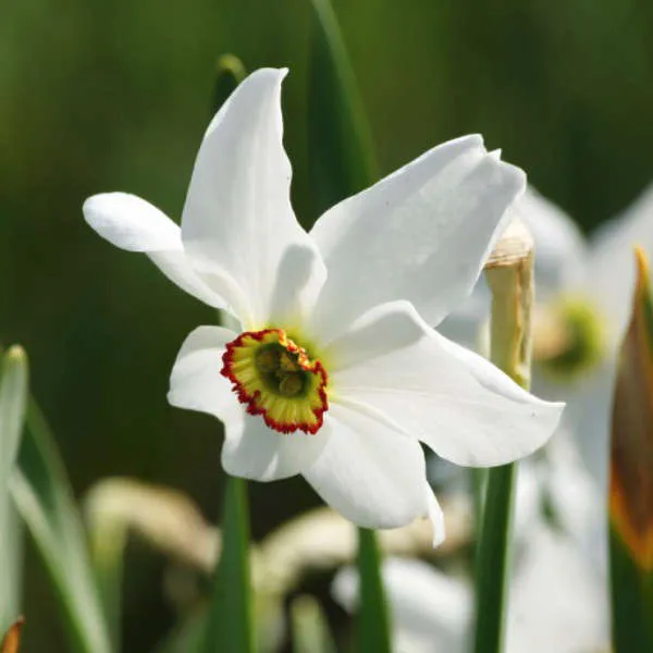 Mix de narcisses bio – Image 4