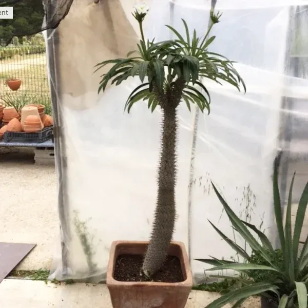 Pachypodium Lamerei ou Palmier de Madagascar – Image 3