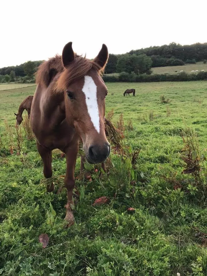 Pastel sec sur papier pastelmat 24x30cm protrait poney Alezan – Image 2