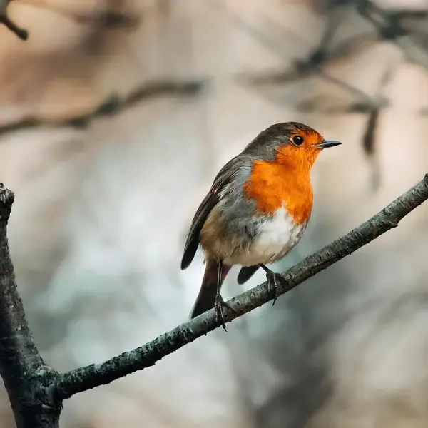 Nichoir à oiseaux en bois – Image 3