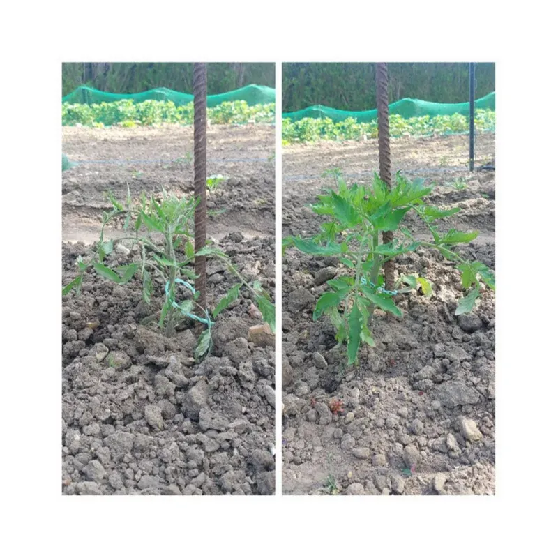 Pur jus de lombricompost liquide – TERSEN liquide – Image 4