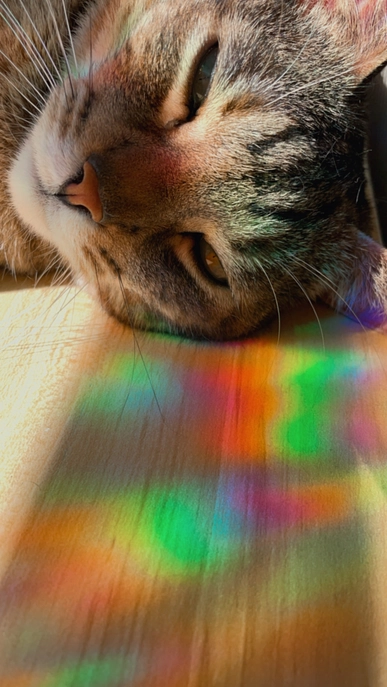 Sun Catcher / Rainbow Maker “Flowers” – Image 4