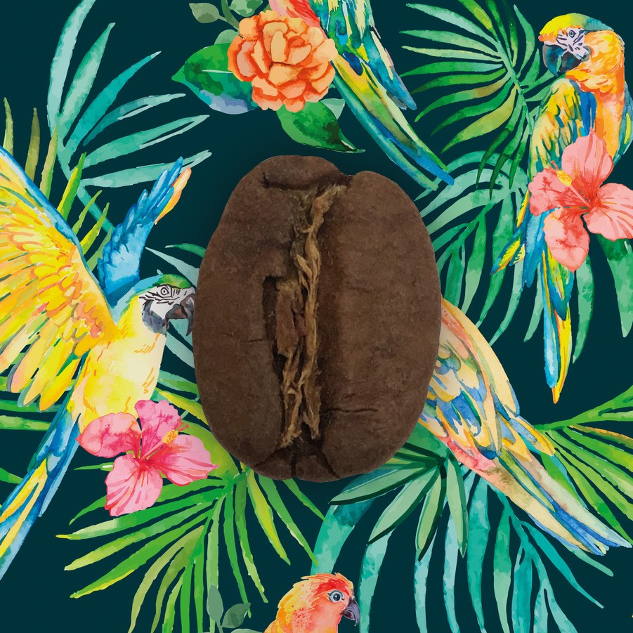 Pérou – Cajamarca – El Mango