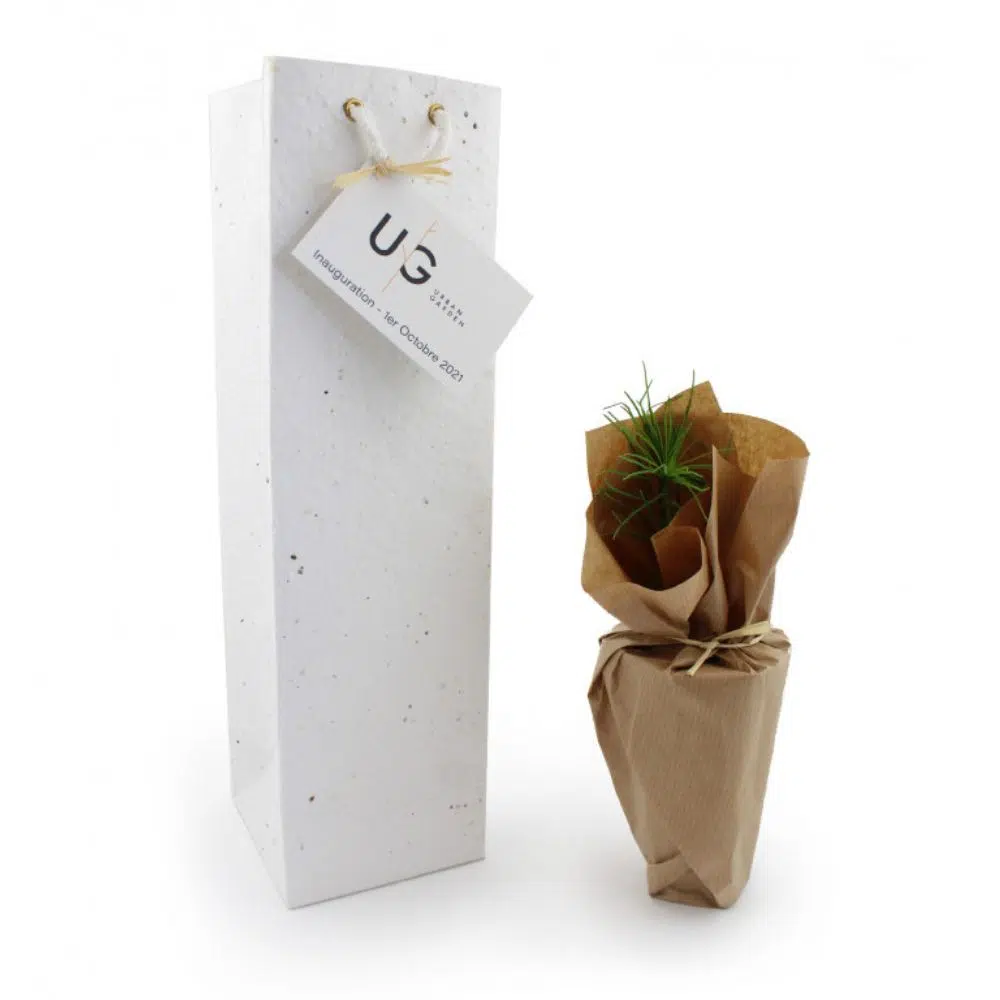 Plant d’Arbre Éco-responsable à Semer – Résineux