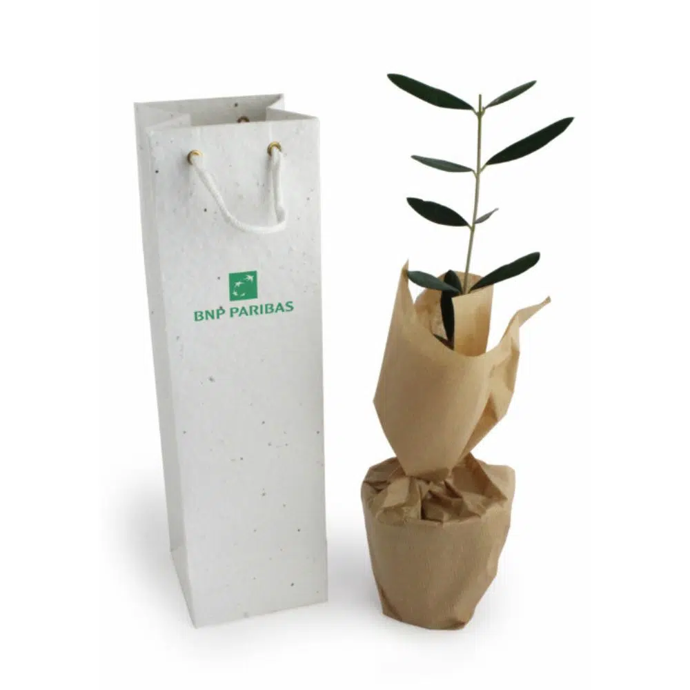Plant d’Arbre Éco-responsable à Semer – Résineux – Image 2