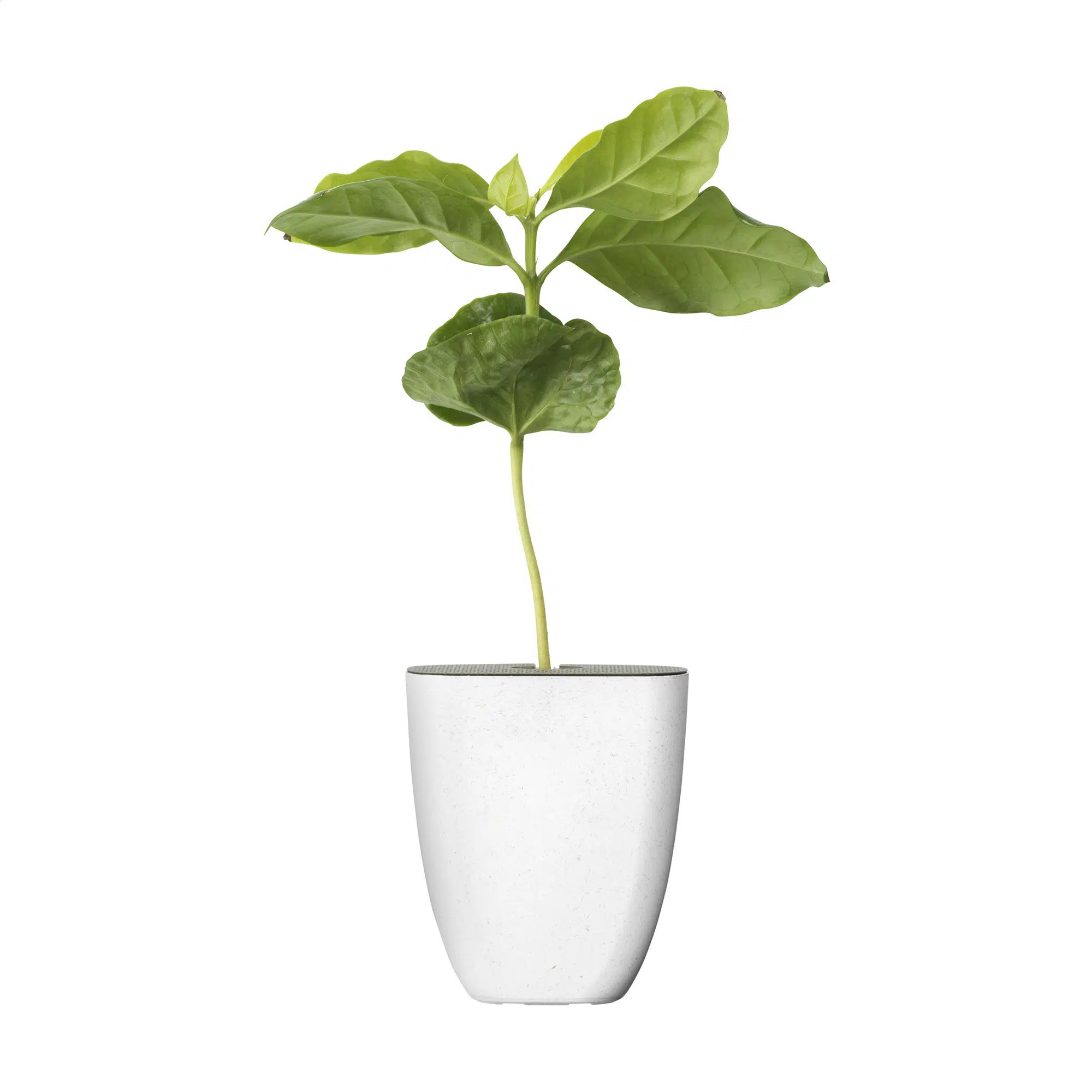 Caféier d’Arabie – Pot biosourcé