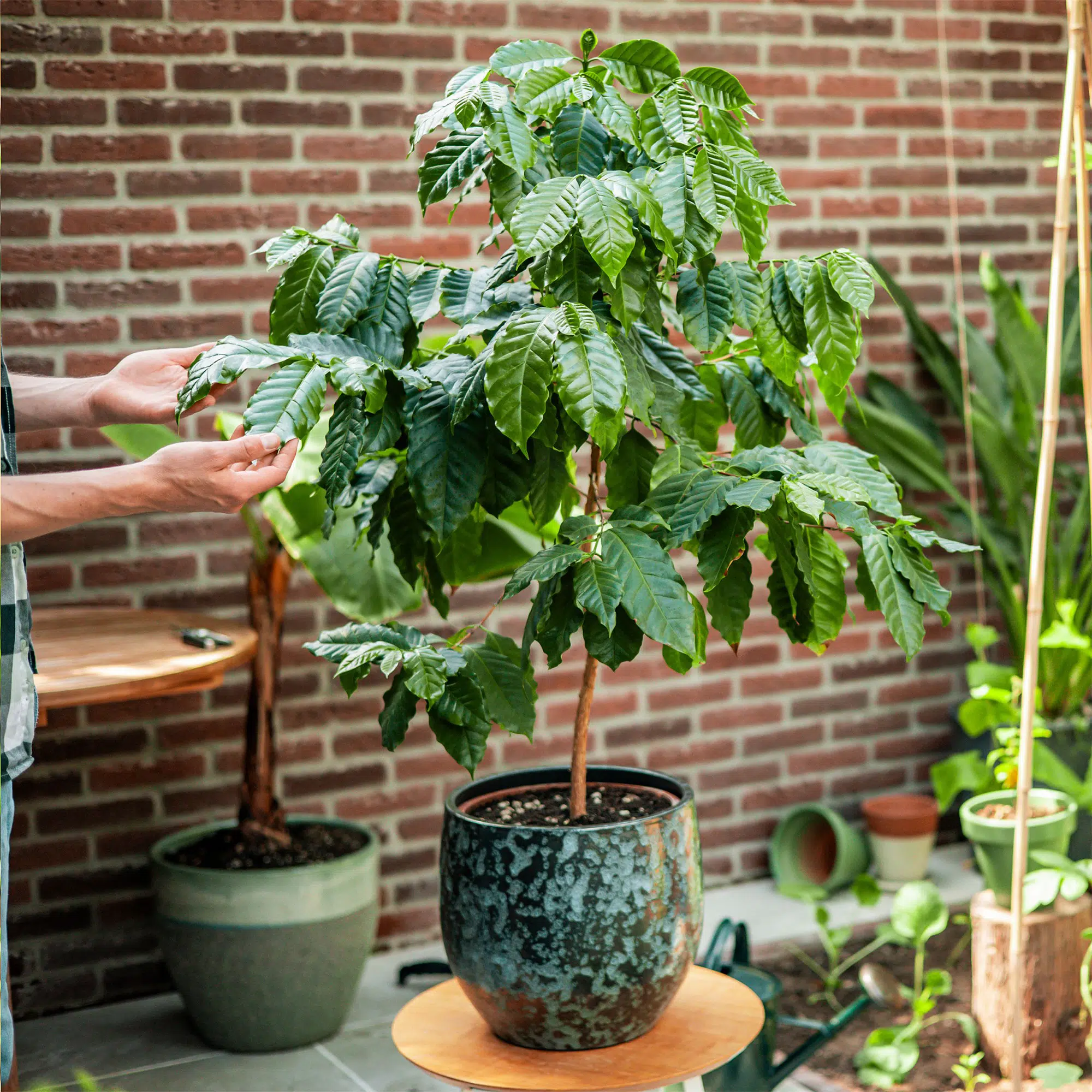 Caféier d’Arabie – Pot biosourcé – Image 4