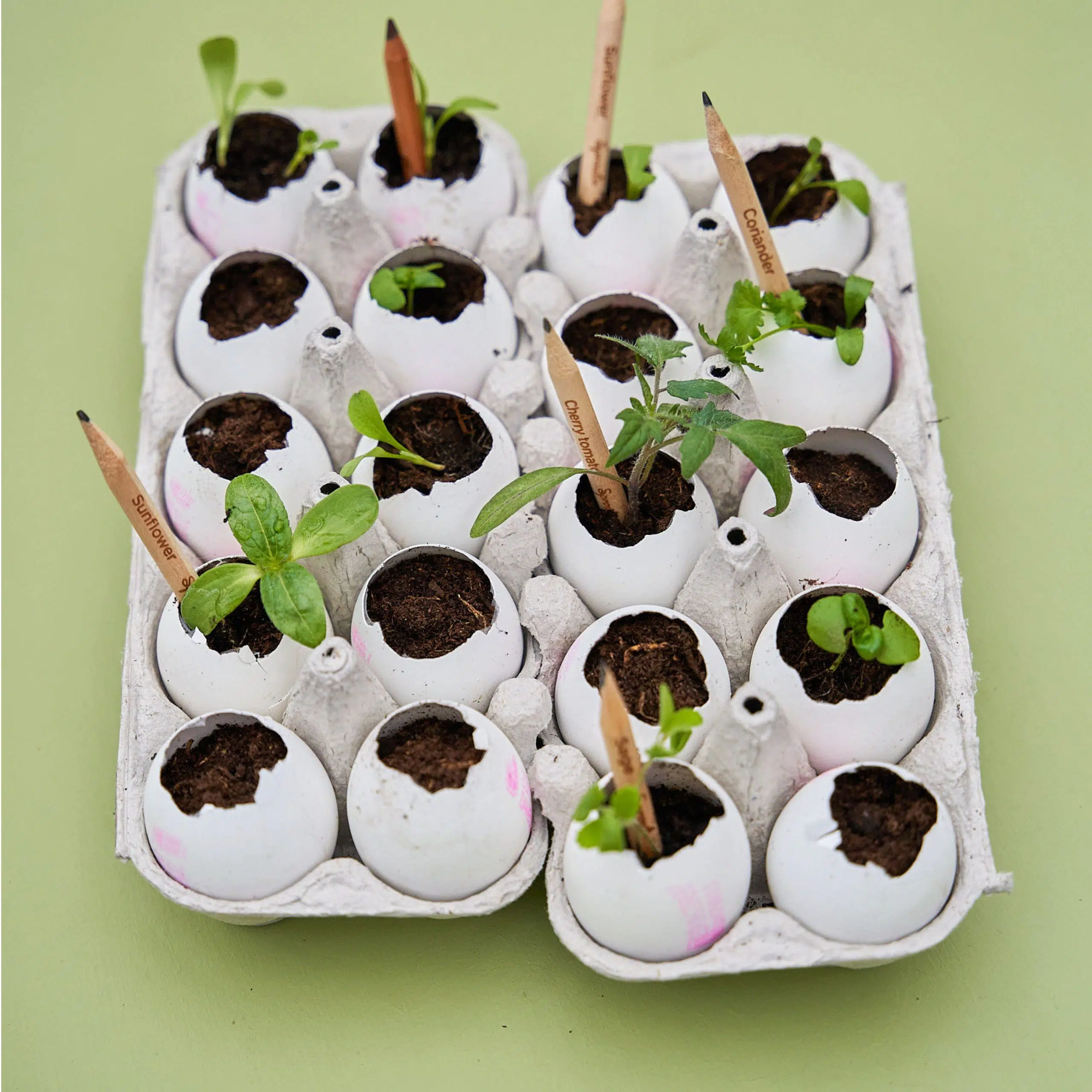 Le Crayon à Planter Personnalisé Sprout – Made in France – Image 8