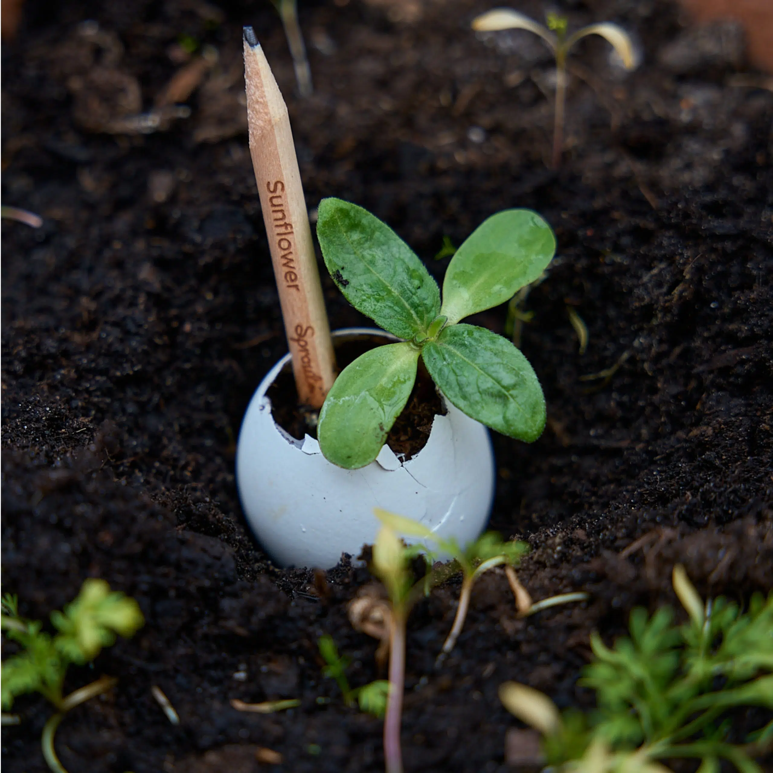 Le Crayon à Planter Personnalisé Sprout – Made in France – Image 3